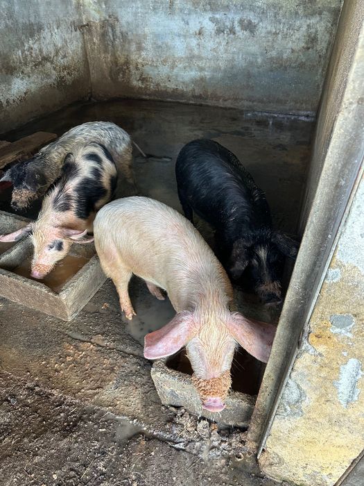 Vende-se porcos de vários tamanhos