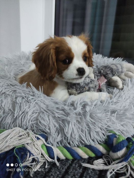 Cavalier King Charles spaniel