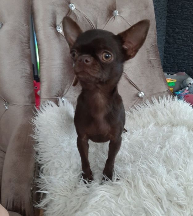 Reproduktor Chihuahua