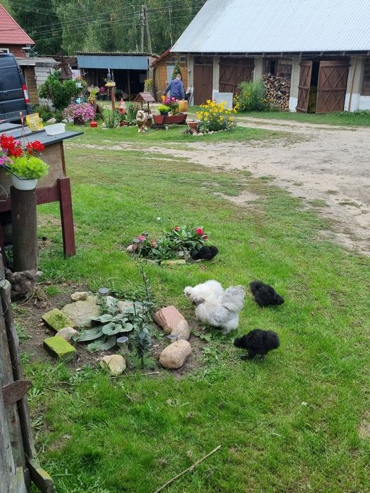 Kurczaki silki jedwabiste