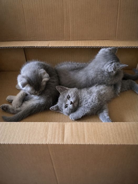 Шотландські кошенята