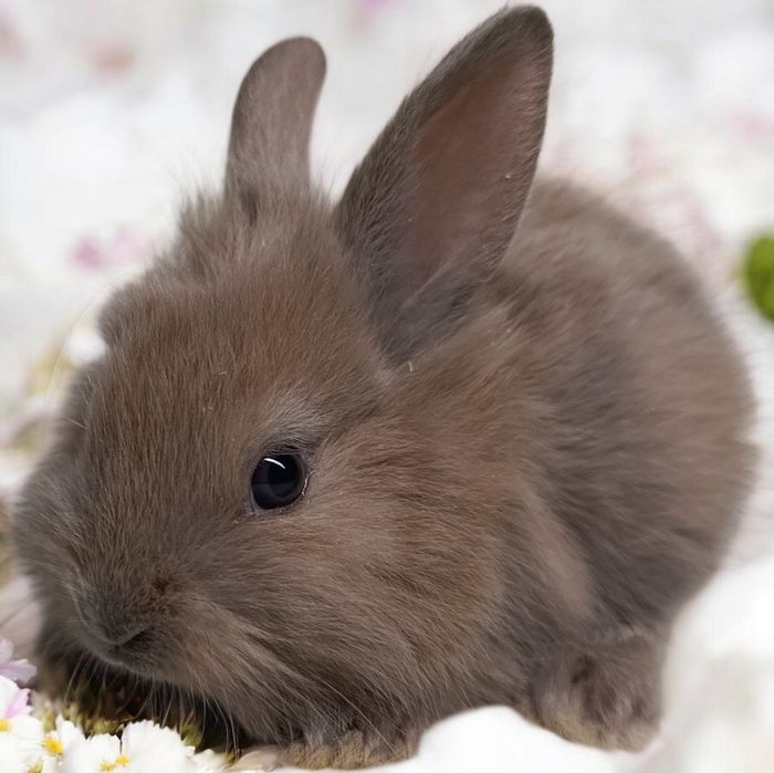 Królik miniaturka Karzełek rex karzełek Teddy mini lop