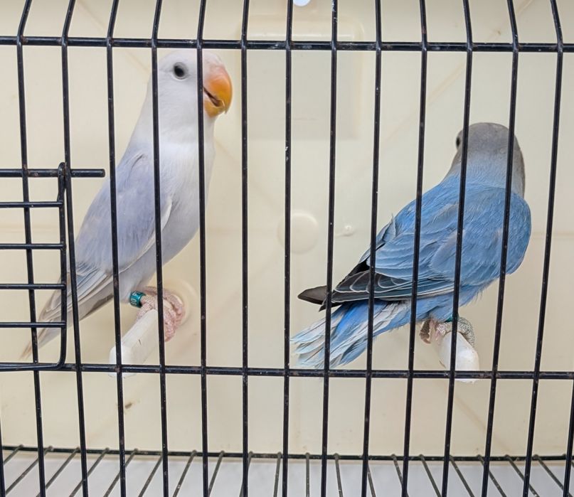 Casal de agapornis Roseicollis com sexagem