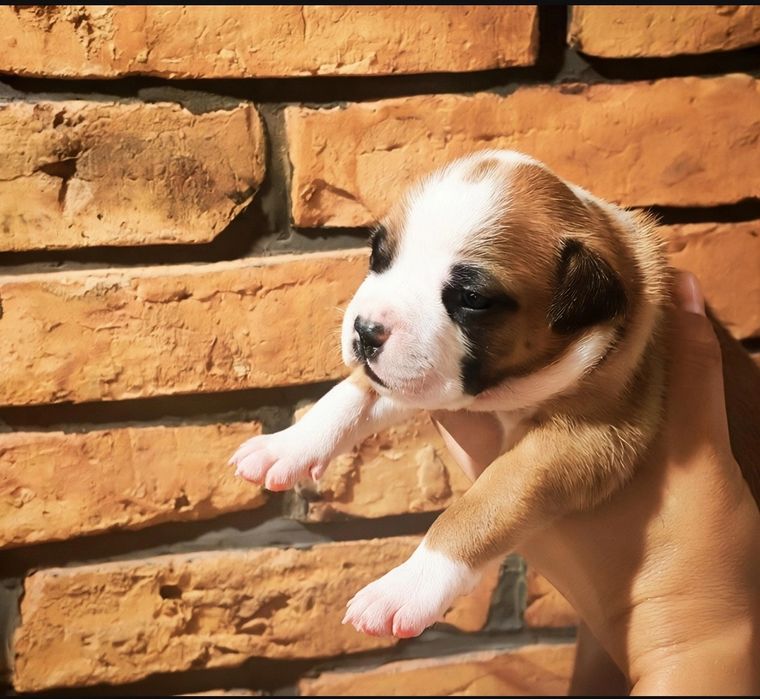 Amstaff rudo-biały. Wyjątkowy, przepiękny samczyk!