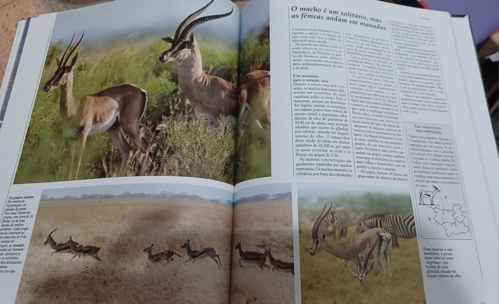 Livro Vida Selvagem - Animais da Savana