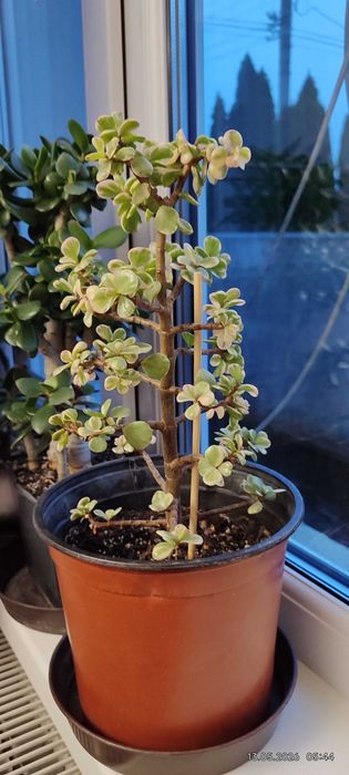 Портулакарія африканська варієгата (Portulacaria afra 'Variegata') красула афро