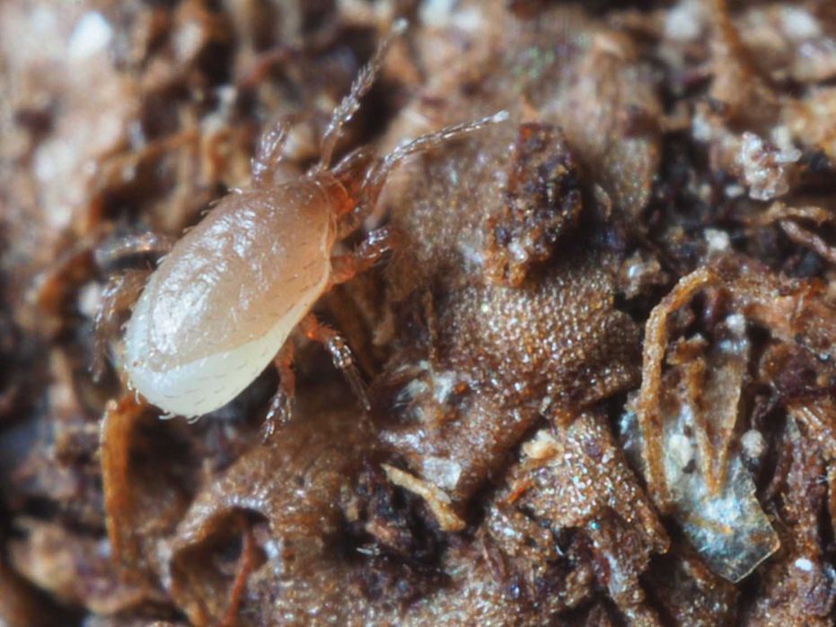 Hypoaspis miles, pogromca roztoczy, zwierzęta terrariowe, wije, prosionki