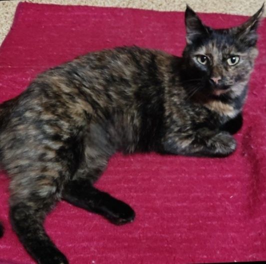 Отдам даром в добрые руки кошечку трехмастного окраса