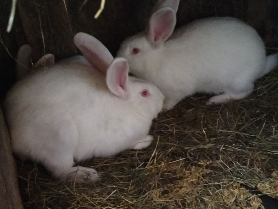 Sprzedam króliki samce i samice
