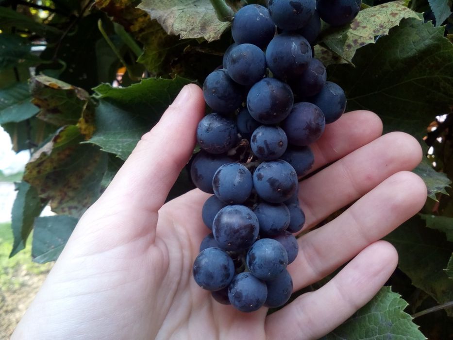 Winogron fioletowy