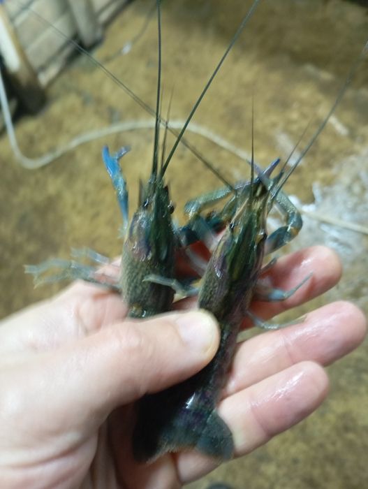 Австралійський рак