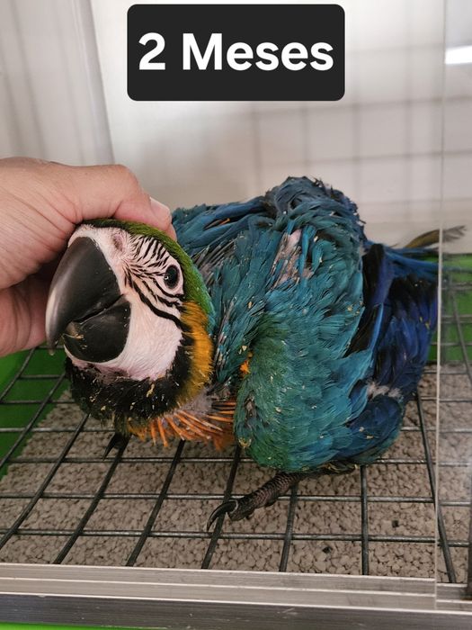Arara Ararauna 1 mês  para criar a mão