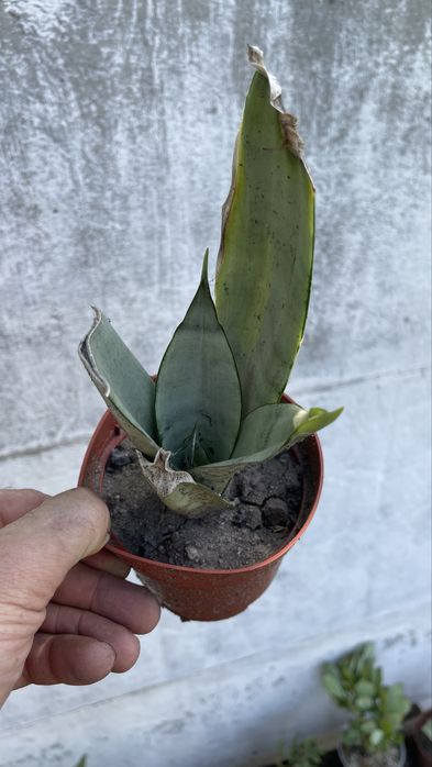 Сансевиерия Муншайн