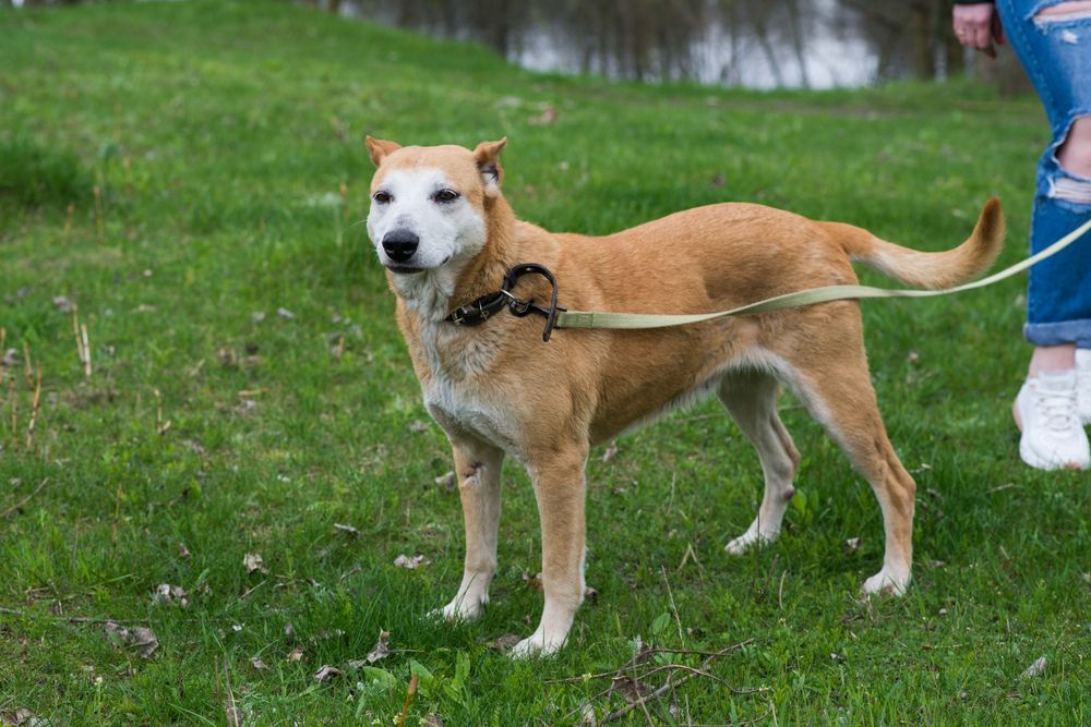 Собака Ася шукає родину