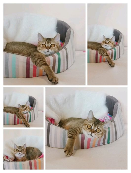 Роскошный котик, золотая шиншилла.