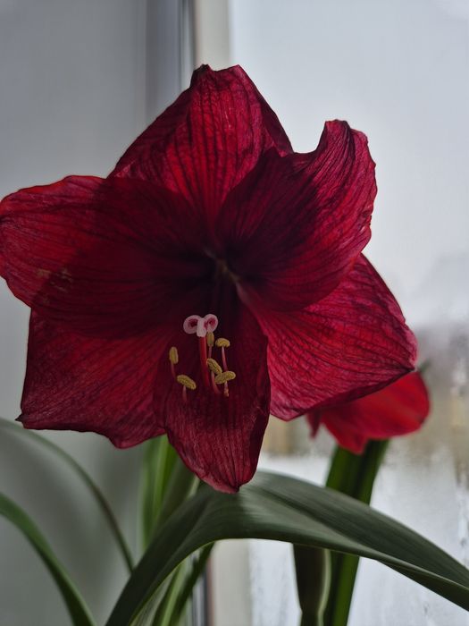 Продам Амариліси,амарилис