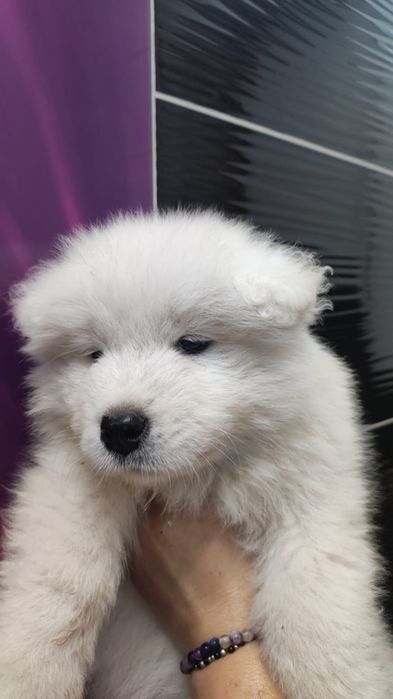 gotowa Samoyed ZKwP badania FCI Samojed DOMOWY