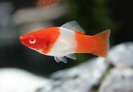 MISIEKZOO żyworódki - Mieczyki mix kolorów