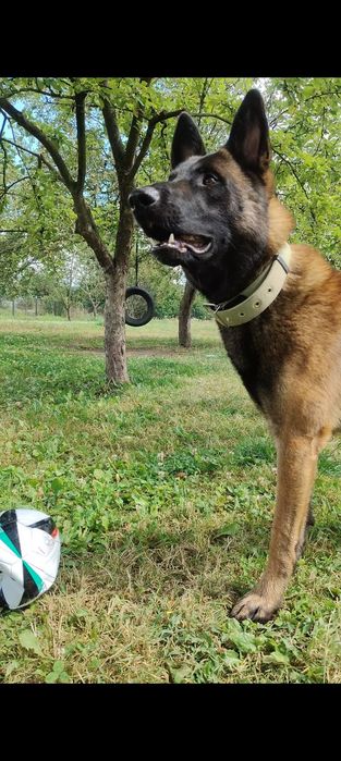 Малінуа Бельгійська Вівчарка злучка