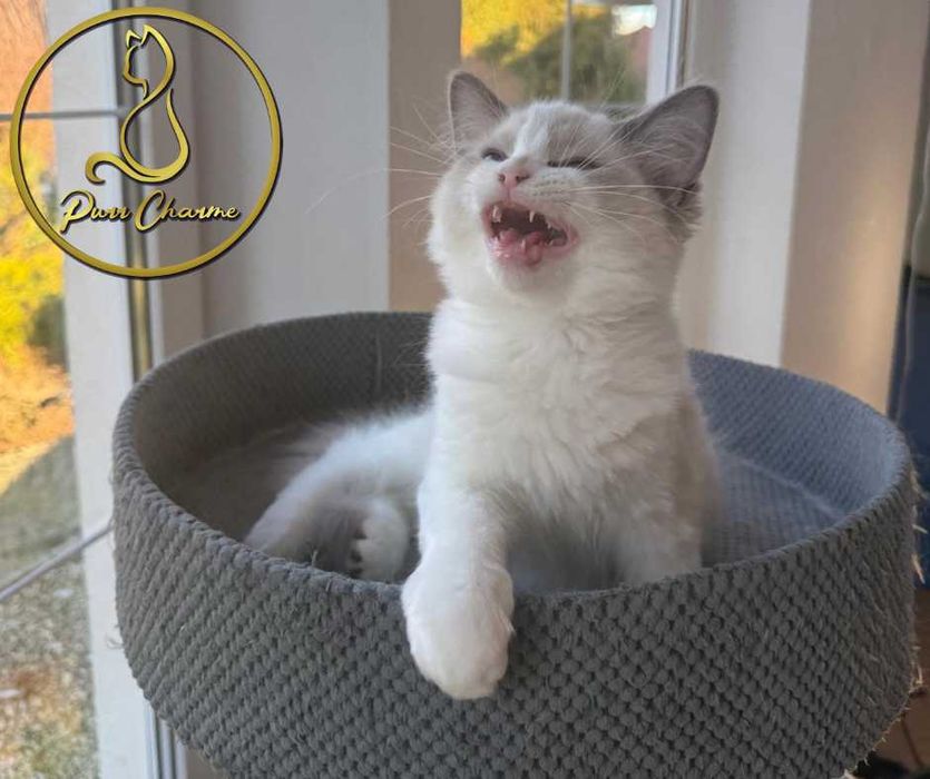 Uroczy kocur ragdoll rodowód FPL FiFe słodki