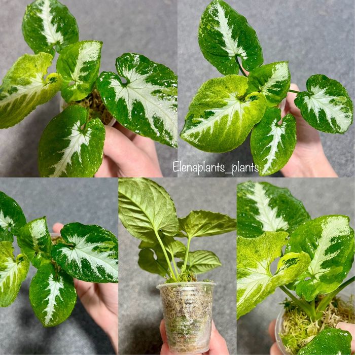 Сингониум Dark Purple, Pink Splash Dark Fat Leaf, Scrambled Eggs