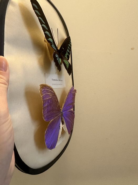 Borboletas vinatege com moldura antiguidade