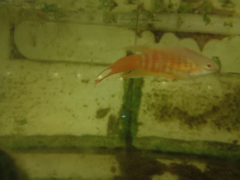 Peixe paraíso albino