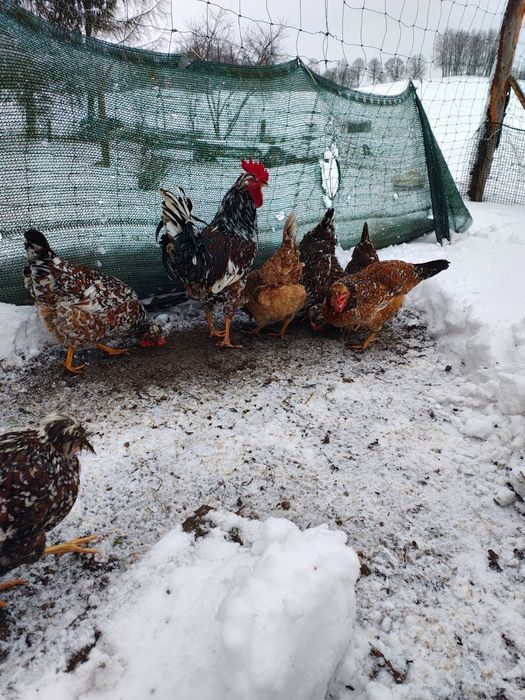 Jaja lęgowe Australorp  Czubatka Włoszka