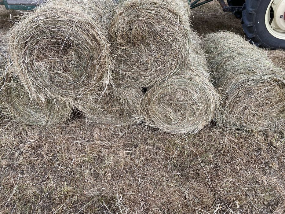 Siano mini rolki 23 kg – TANIO  Siano tegoroczne rolki +\- 23 kilo wagi