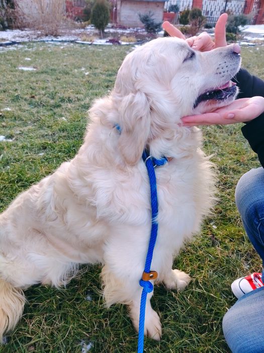 Młody golden retriever 12 miesiecy