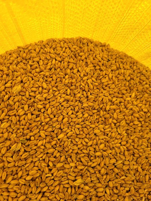 Pszenica ozima sezon 2025