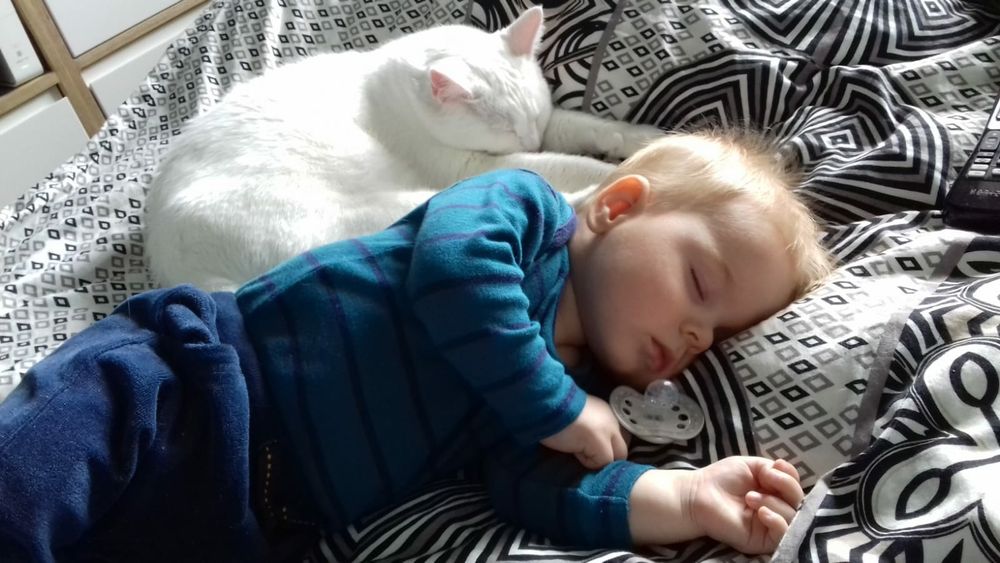 Zaginęła kocica biała głucha Lublin 13.06.2019