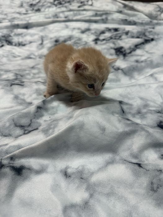 Кошенятка в добрі руки