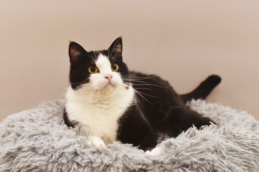 Отдам в добрые руки херсонского кота Валли