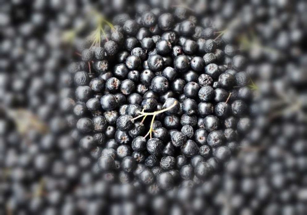 Aronia, owoc aroni