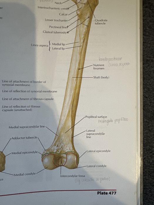 Netter Human Atlas Anatomy 5.ª edição