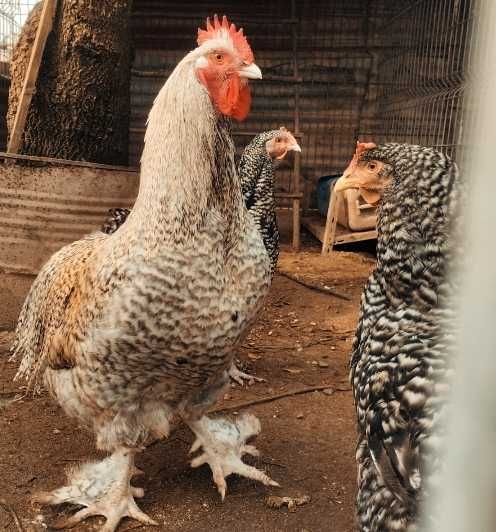 Raças exóticas- Brahmas Porcelana Bio Farm - cores raras (Patos Khaki)