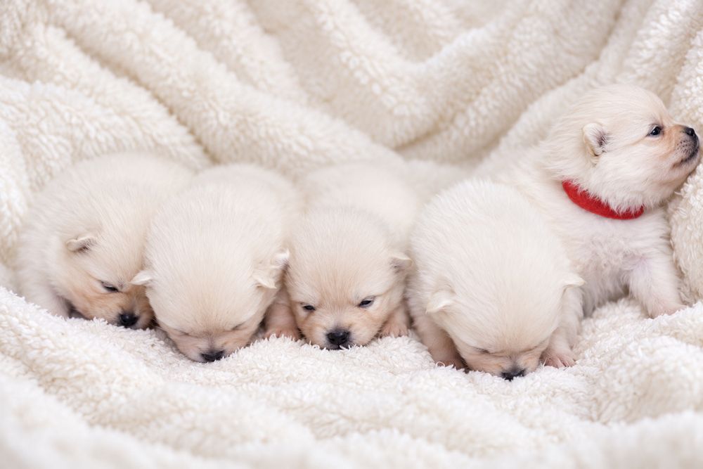 Szczeniak rasy pomeranian szpic miniaturowy