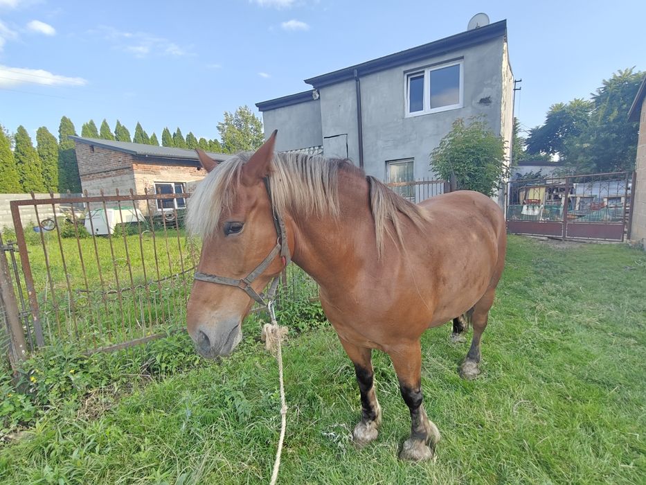 Sprzedam klacz 6 lat
