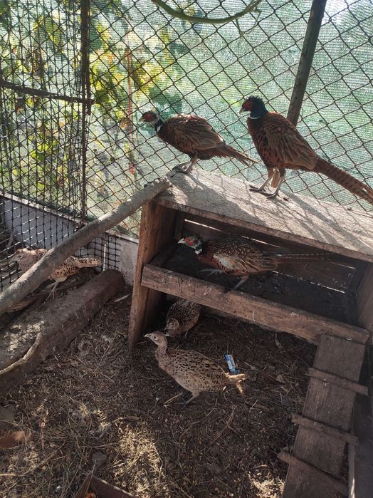 Фазани мисливські...