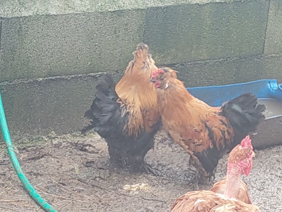 Galos de porte pequeno