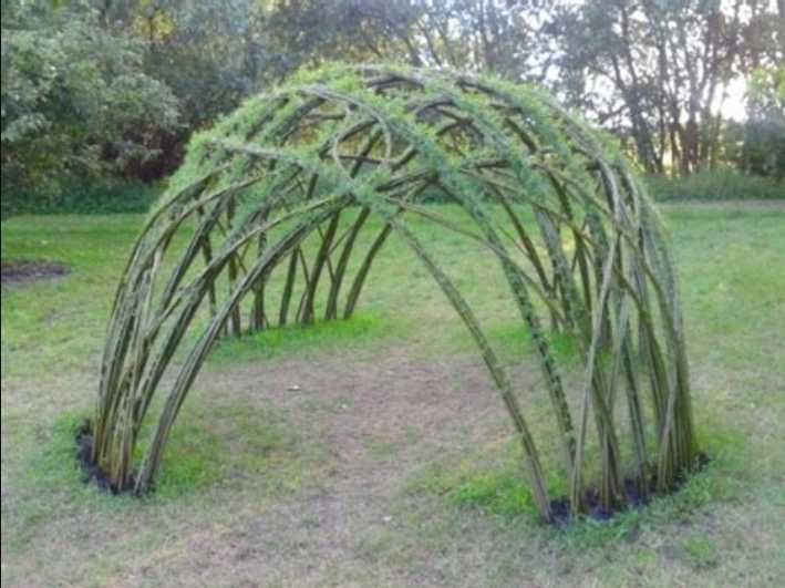 Altana, altanka z wierzby Salix Viminalis Gigant