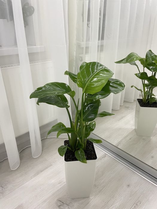 Стрелиция Николая/ Стреліція Миколая