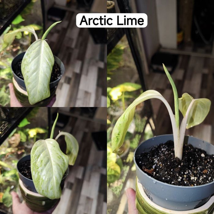 Аглаонеми Lemon Mint, Grand blossom, Spicy pink, Guava pink