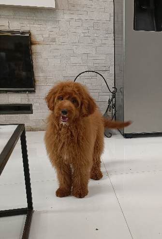 Голдендудль міні хлопчик. Ми в Києві.