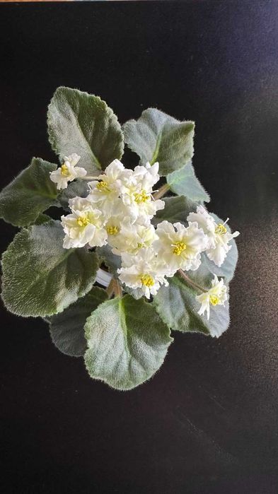 Цветущие мини фиалки.