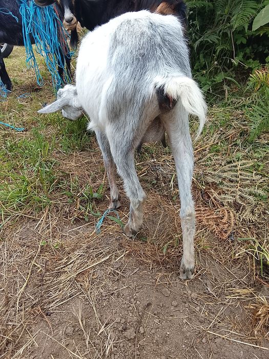 Cabras mansinhas para venda