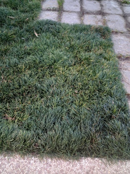 Vende-se relva fiopol