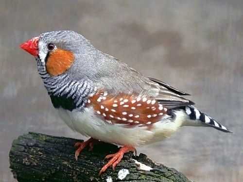 Aves exoticas para cedencia