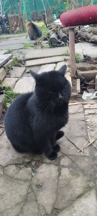 Потеряшка черный британец